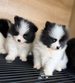 Pomeranian puppy