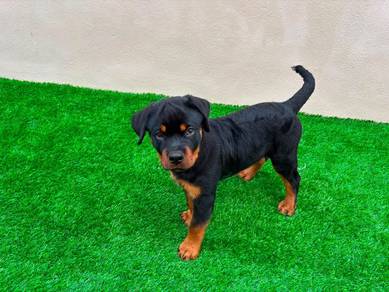 Purebred Rottweiler Male Puppy for Sale
