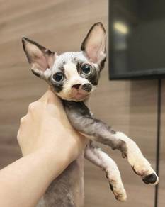 Devon Rex Cat