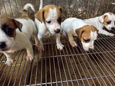Jack Russell Male