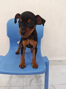 Small Size Mini Pinscher Puppy Male 1005B
