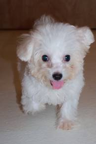 J0714 Bichon Adorable Teddy Looking White Puppy