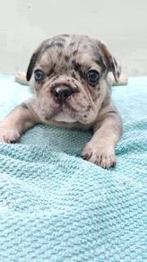 GGGG_200 French Bulldog special merle color puppy