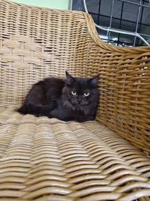 siberian female kitten