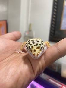 Leopard Gecko