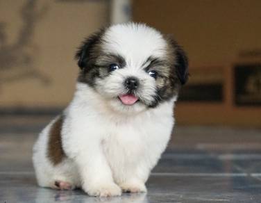 SHIH TZU PUPPIES A347 🌻 Small Dog Available