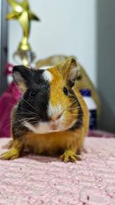 Guinea pig