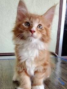 Mainecoon kitten male and female