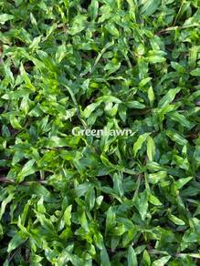 Rumput Cowgrass Murah + Tebal Siap Tanam