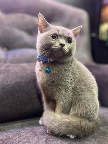British Short Hair