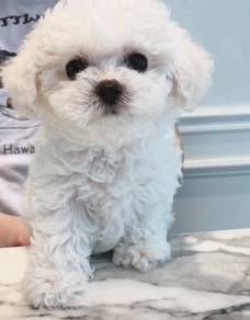 hhhh13055 Tiny Bichon Frise white haired puppies