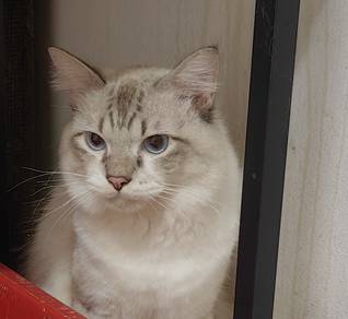ragdoll mix