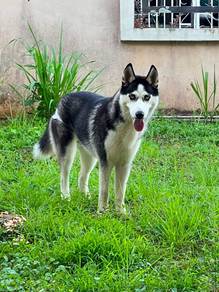 Forever Home Wanted for My Lovely Husky Dog