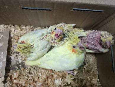 burung cockatiel 