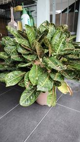Pokok hiasan untuk dijual