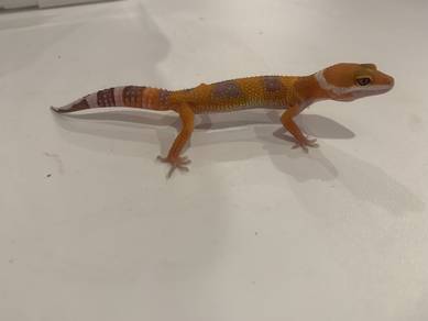 Leoard Gecko- SHTHT