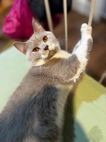 British Shorthair Bicolour Lilac Cream Male