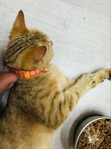 Tabby Golden British Short Hair