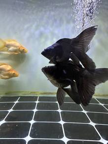 Butterfly koi
