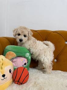 Bichon Frize