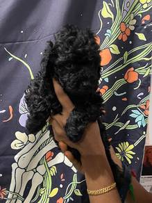 toy poodle