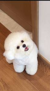 Gentle Bichon super cute fluffy white coat adorabl