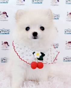 Pomeranian