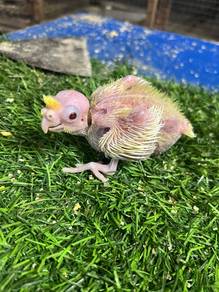 Anak Suap Burung Cockatiel Lutino
