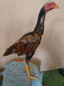 ayam