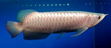 Blue based Crossback Arowana