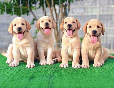 Labrador retriever v