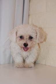J0460 Bichon Baby Bear Puppy