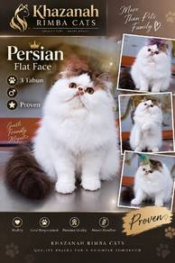 Persian FlatFace Jantan