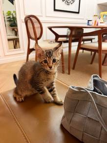 Kitten to adopt
