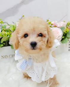 Poodle