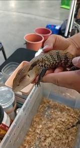 Blue Tongue Skink
