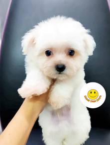 GGDD-6022 Tiny Maltese MKA reg. puppies