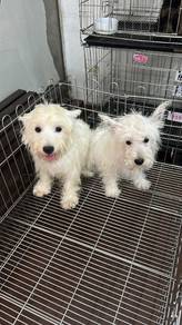 Pure Breed West Highland White Terrier (Feale)