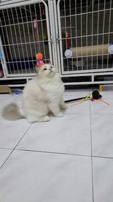 Ragdoll kitten