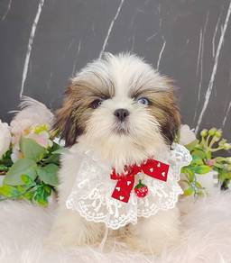 Shih Tzu