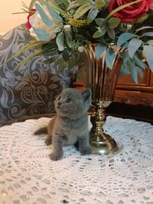 Kucing British Shorthair Kitten