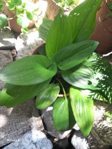 Leafy Plant with plastic pot