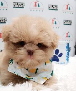 Maltipoo