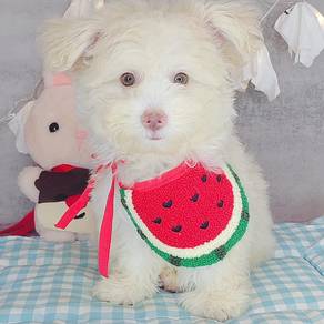 Maltipoo
