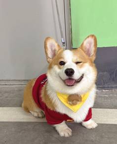 Welsh Corgi