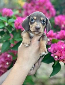 short got mini dachshund 