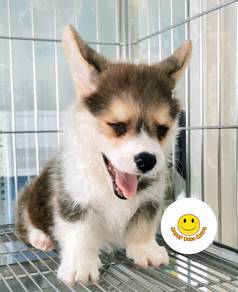 RR_W1773r little cute baby Welsh Corgi tri color