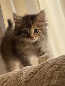 Tabby Mainecoon Persian Kitten