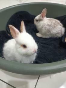 Rabbit Mix dilepaskan