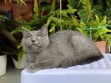 Solid blue kitten
